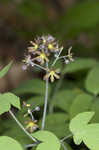 Blue cohosh